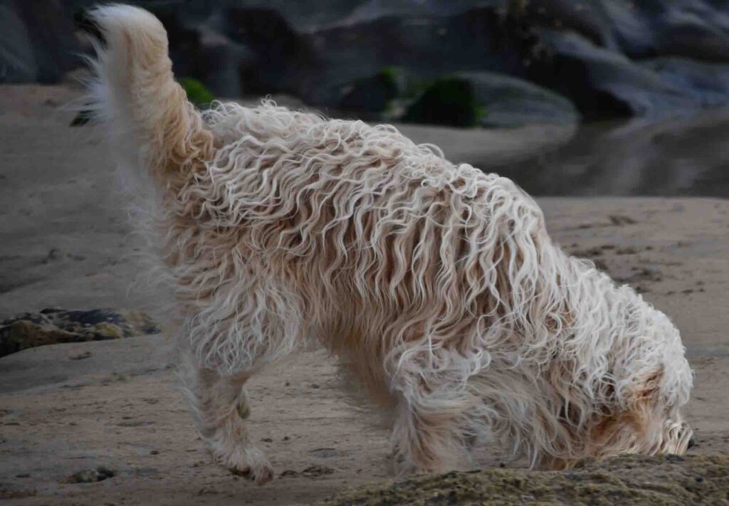 Discover Newquay Dog Friendly Beaches