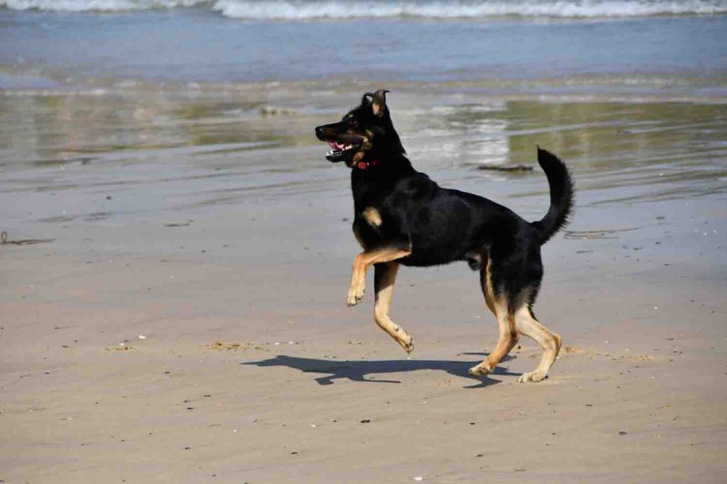 Dog Enjoy Time on the Tolcarne Beatch