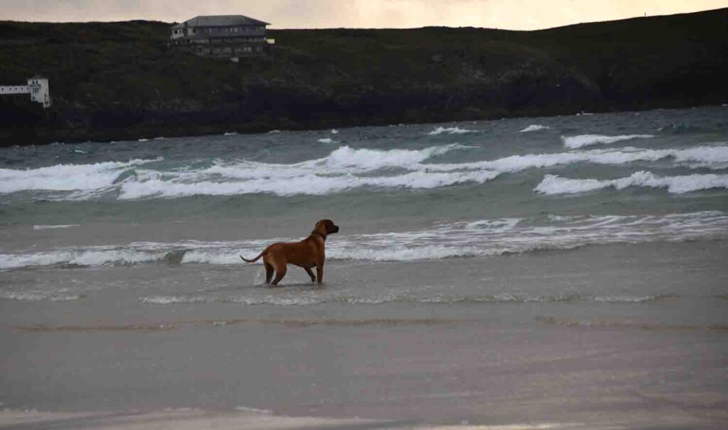 Dog Watching Surfing Owners on Towan Beach