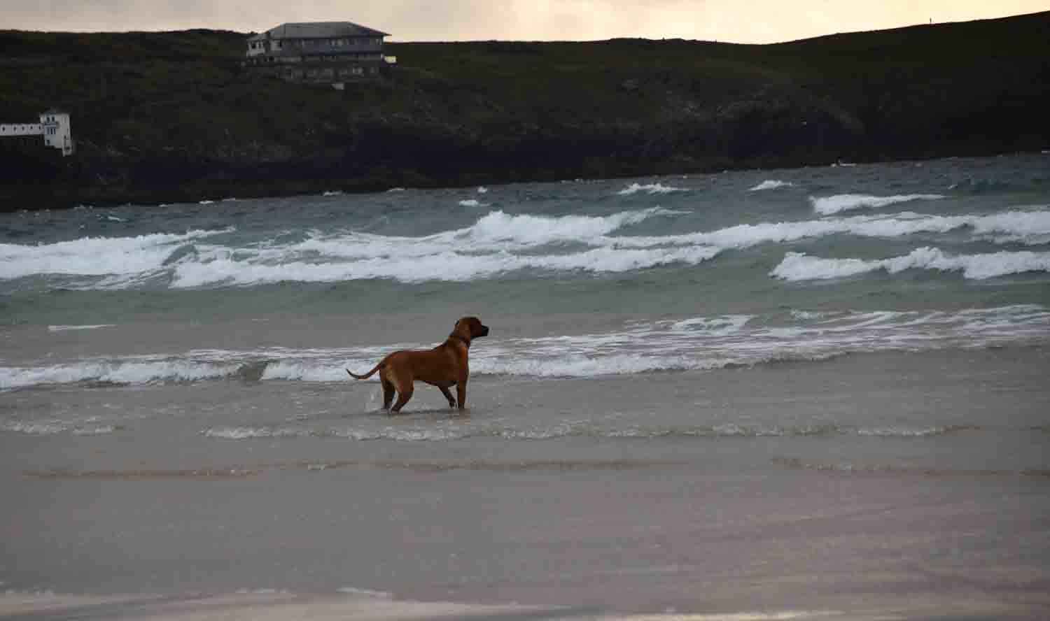 Dog Watching Surfing Owners on Towan Beach
