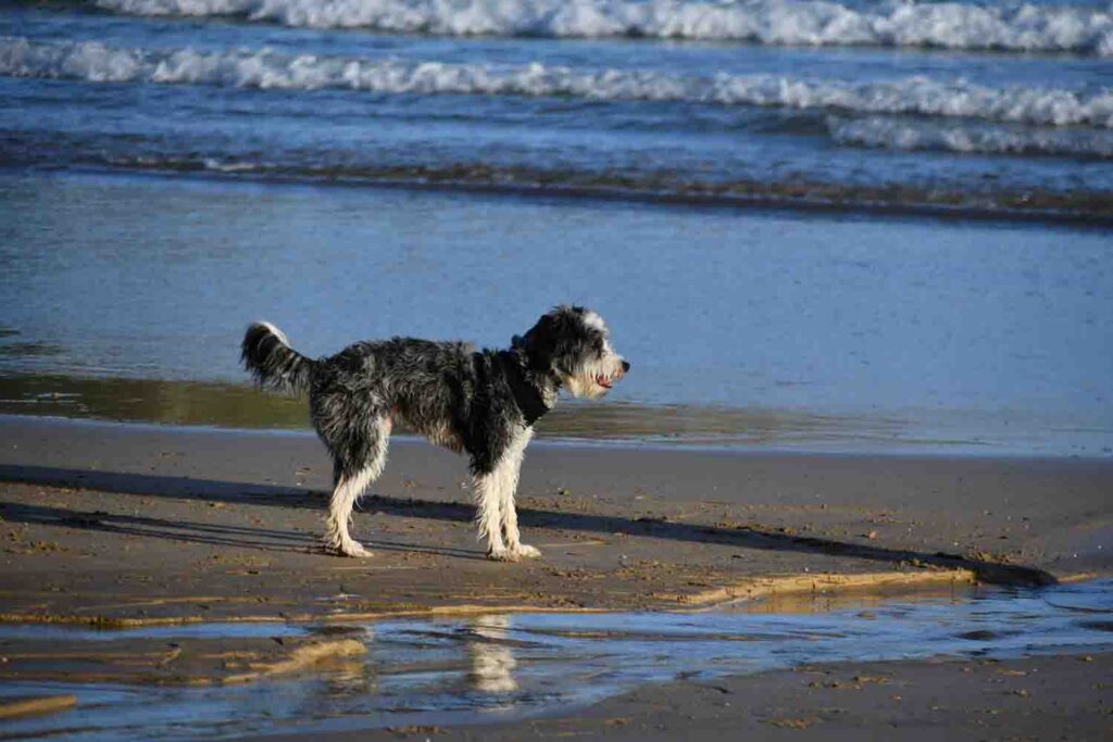 Dog looking for surfing owner on the Tolcarne Beach