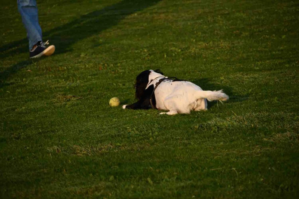 Dog play with tenis ball on the Barrowfields in Newquay