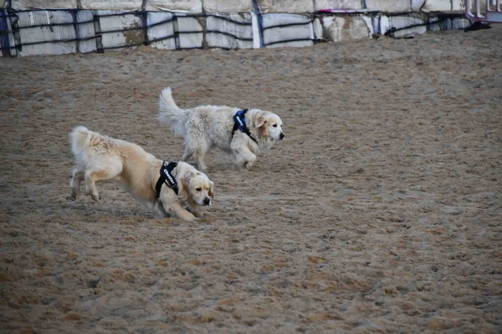 Two Dogs on the Friendly Fistral Beach in Newquay