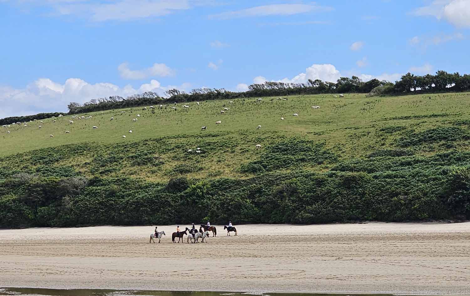 Newquay Riding Club