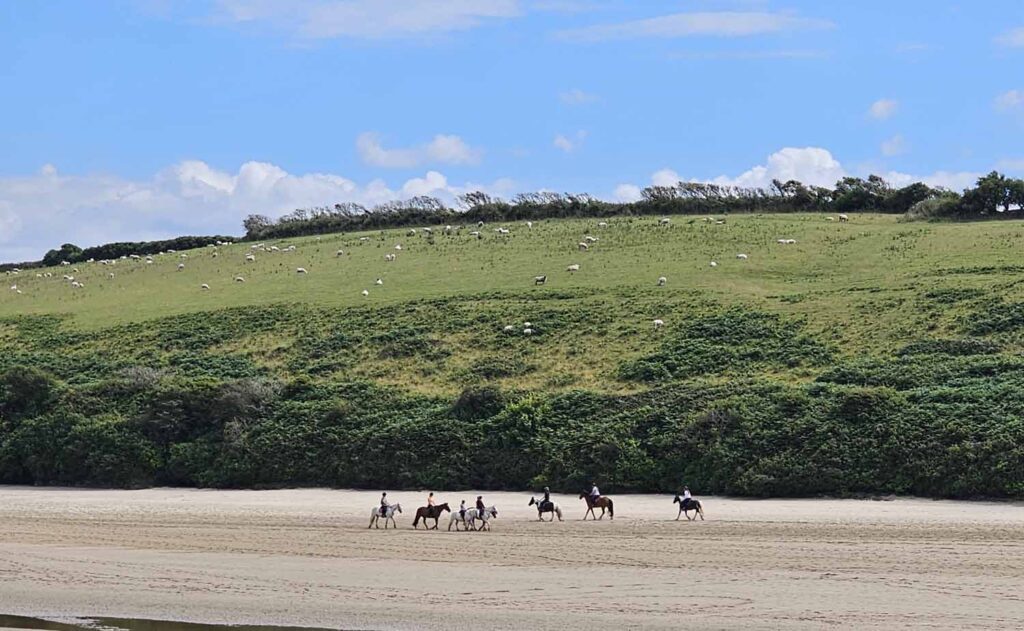 Riding Schools and Tour Operators in Newquay