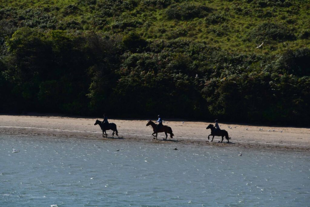Riding Schools in Newquay