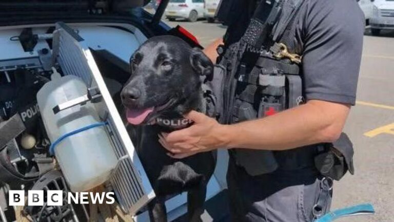 Sniffer Dogs Teach Kids Smart Choices in Schools