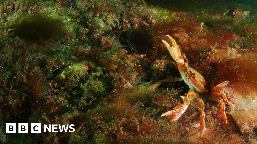 Cornwall's Dying Coral Beds: Sewage Threatens Marine Life