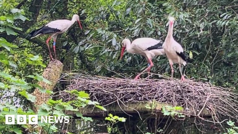 Cornwall Welcomes New Stork Chicks: Rewilding Success