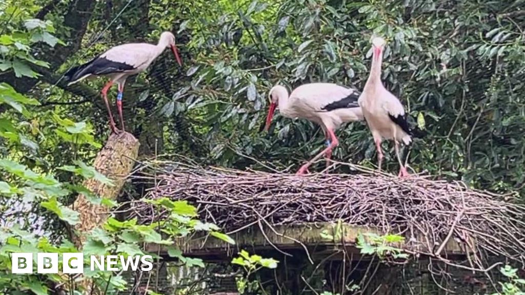 Cornwall Welcomes New Stork Chicks: Rewilding Success
