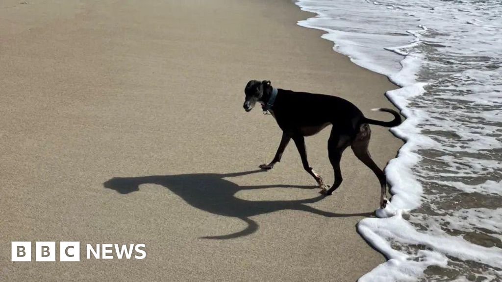Dog Beach Restrictions: May-September