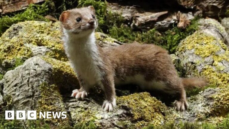 Weasel Alert! Rare Sighting on Isles of Scilly
