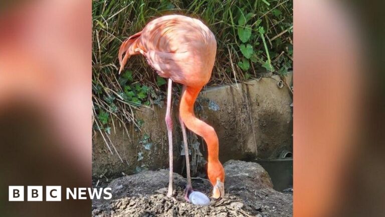 Cornwall Zoo Welcomes First Flamingo Egg of 2025
