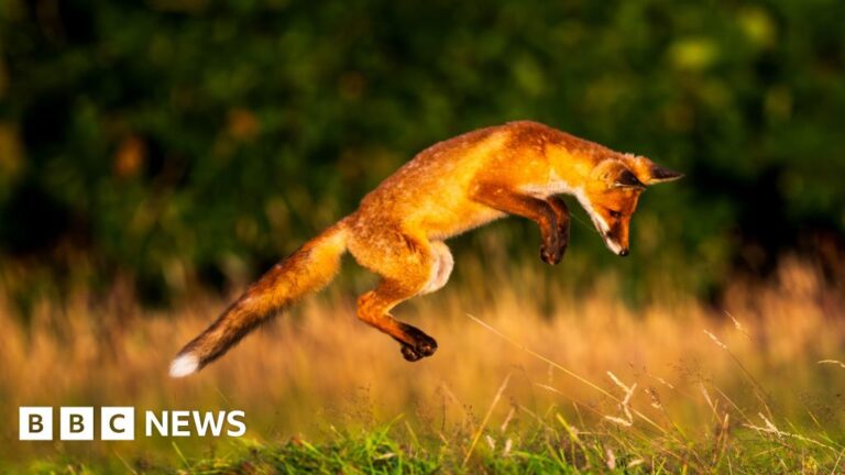 Wildlife Photographer Showcases Garden Biodiversity