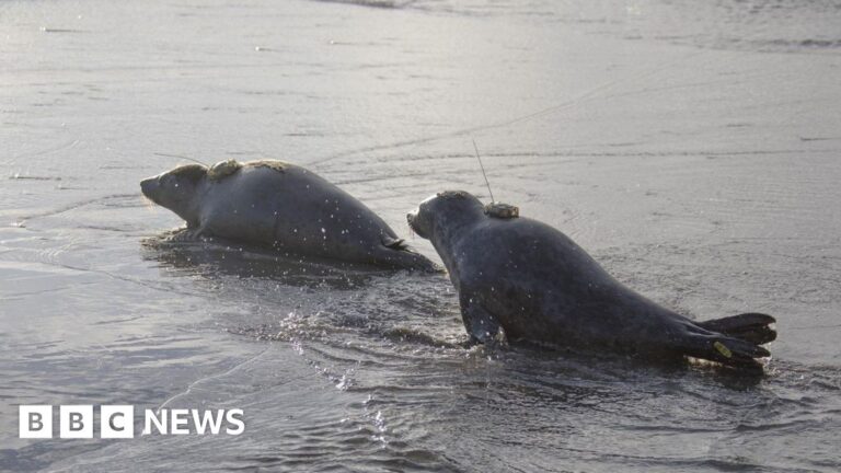 Seal Pup's Epic 150-Mile Swim to France!