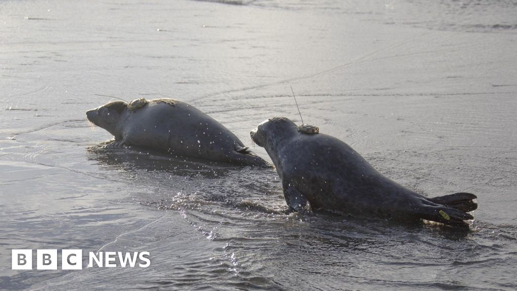 Seal Pup's Epic 150-Mile Swim to France!