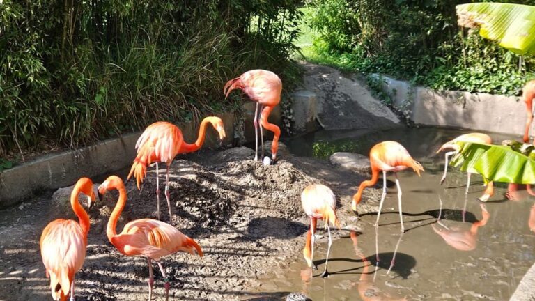 Cornwall's Paradise Park Welcomes First Flamingo Egg