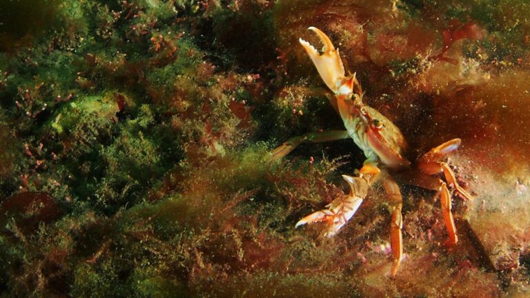 Cornwall's Maerl Coral Under Threat From Pollution