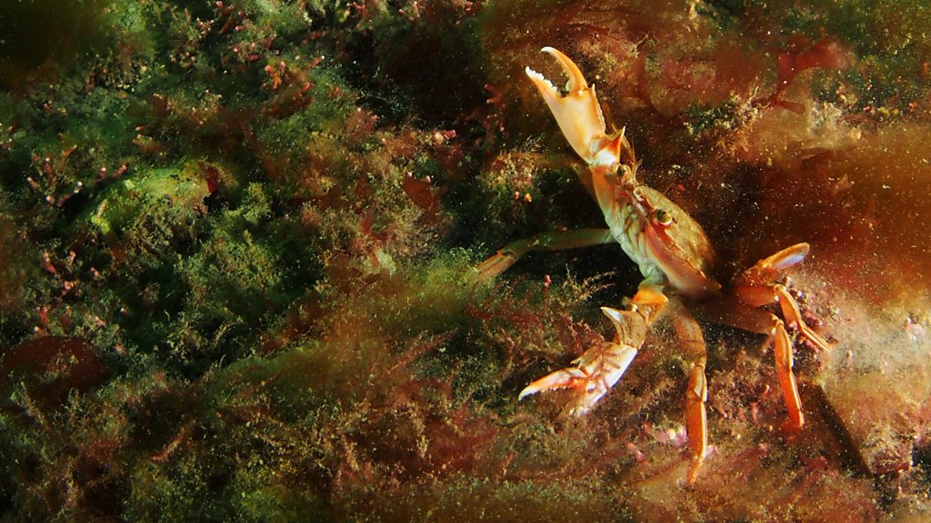 Cornwall's Maerl Coral Under Threat From Pollution