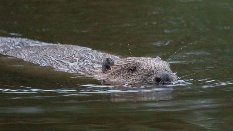 Cornwall Wildlife Trust: Beavers Set for Release