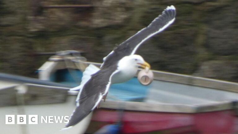Bold Gull Steals Coffee Mug in Cornish Town