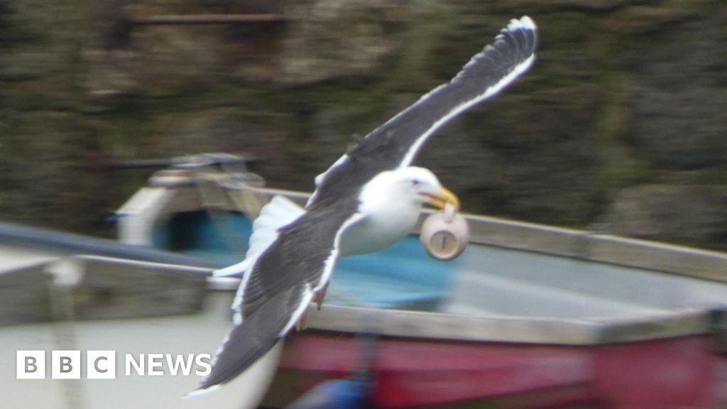 Bold Gull Steals Coffee Mug in Cornish Town
