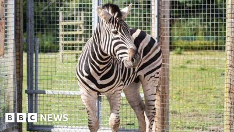 Newquay Zoo Welcomes Parsley: Zebra Breeding Hopes High