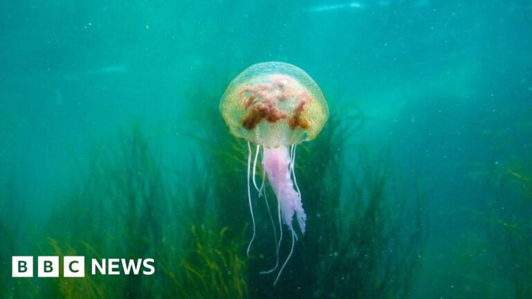 Warming Oceans: How Rising Seas Reshape Marine Life