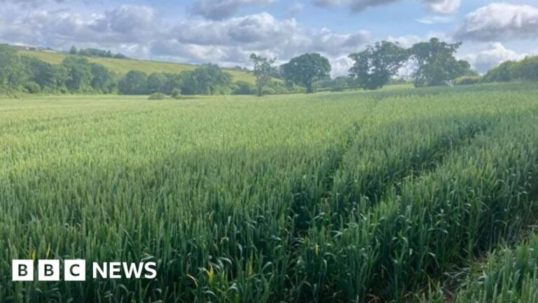 Cornwall Slurry Lagoon Approved Amidst Odor Concerns