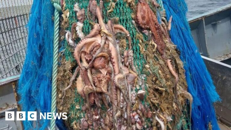Cornwall Fishing Boat's £158K Octopus Haul Celebrated