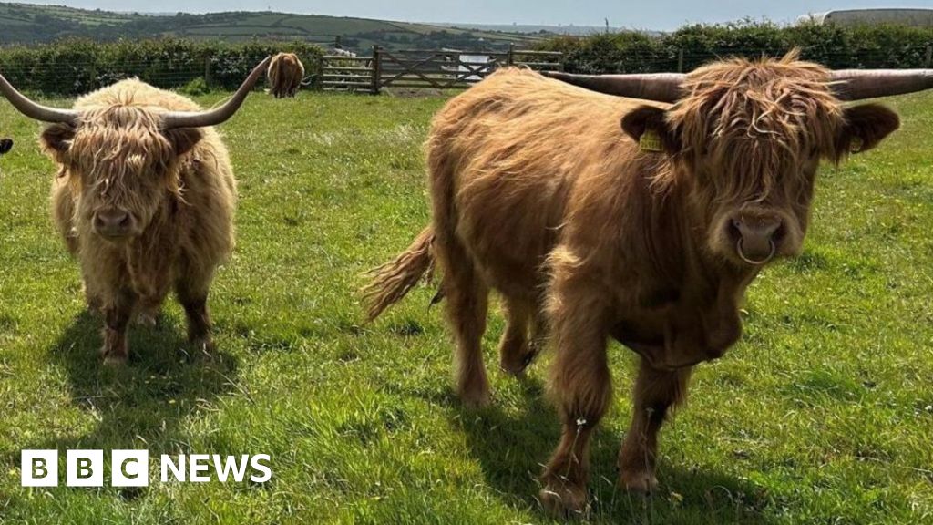 Farm Faces Water Cut: Highland Cows at Risk